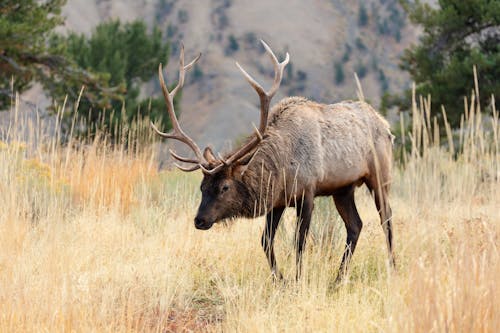Elk (Cervus canadensis)